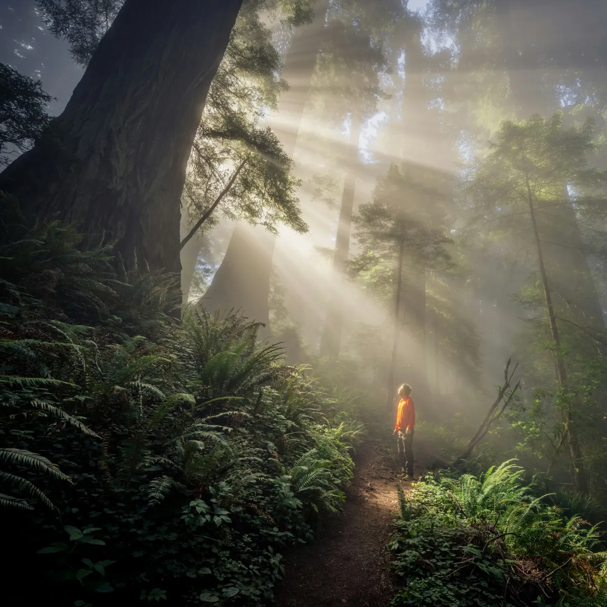 Warm sunlight filtering through tall forest trees, evoking calm and grounded trauma resolution