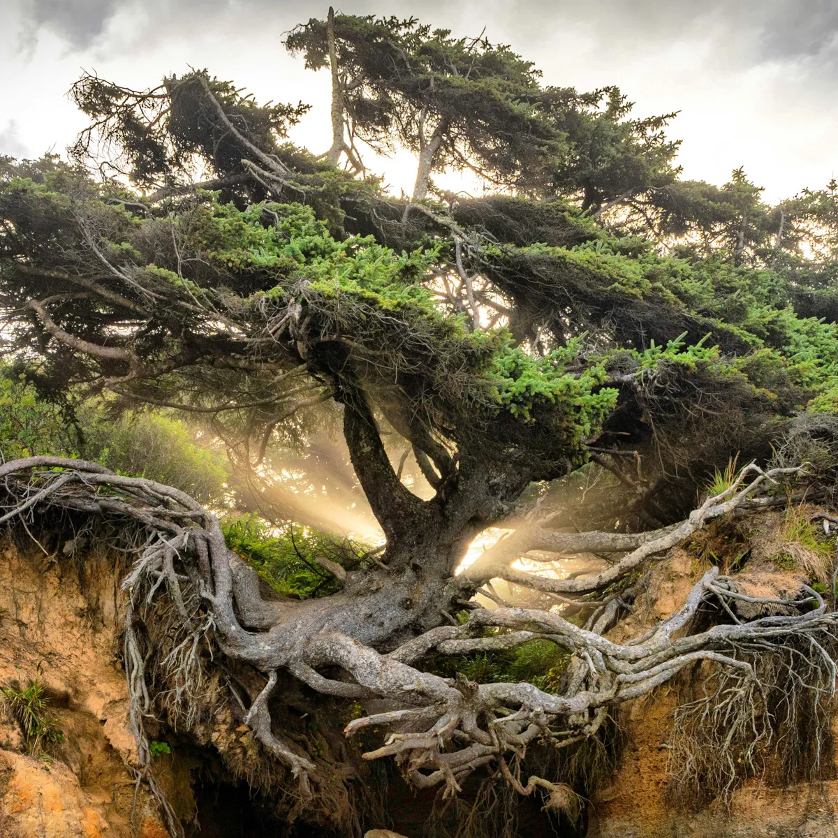 Sunlight shining through a grounded, branching tree in the forest, symbolizing emotional steadiness and resilience in DBT skills therapy